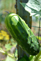 Cucumbers - Pickling (small-medium)