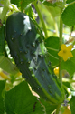Cucumbers - Slicing (large)