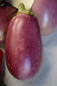 Eggplant - Any/All Types