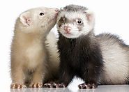 How To Take Care Of A Ferret Once You Get It Home - Ferret Voice