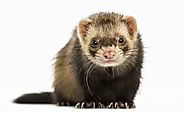 Are Ferrets Illegal in My State? The Laws On Ferrets - Ferret Voice