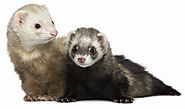 The Simple Guide To Buy A Ferret Baby Online - Ferret Voice