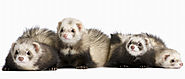 The Definitive Guide to Types of Ferrets - Ferret Voice