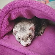 The 10 Minute Guide to Picking Ferret Names - Ferret Voice