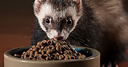 The Only Guide to Learning Ferret Diet You Ever Need - Ferret Voice