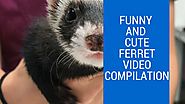 Funny and Cute Ferret Video Compilation - July 2018