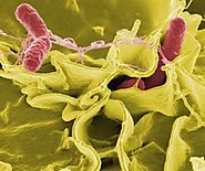 Salmonella and_ E. coli_