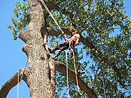 Effective Role of Tree Surgeons in Ringwood Areas