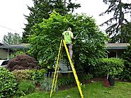 5 Expert Tree Trimming techniques and Tips From Tree Surgeons