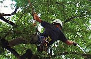 Get Tree Pruning Service at Your Location at any Time