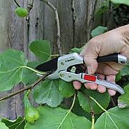 Tips That Must be Known For Hiring a Tree Pruner