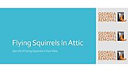 Get The Solutions For Squirrels In Attic