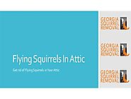Squirrels In Attic Or Home