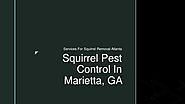 Squirrel Pest Control For Better Health