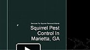Squirrel Pest Control For Healthy Life