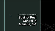 Get The Best Squirrel Pest Control Services