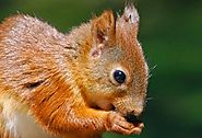 Squirrel Pest Control Services in Atlanta