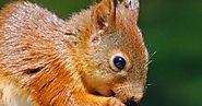 Squirrel Removal Atlanta | Squirrel Pest Control Services