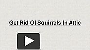 Solutions For The Squirrels In Attic
