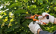 What are the Benefits of Regular Tree Maintenance?