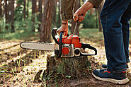 How long does it take to remove a tree stump in Adelaide?