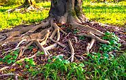 Can palm tree roots damage my plumbing in Adelaide?