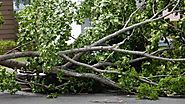 Post Storm Tree Care Services Adelaide: What You Need To Know