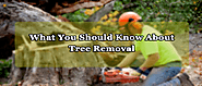Tree Removal - What You Should Know About Tree Removal