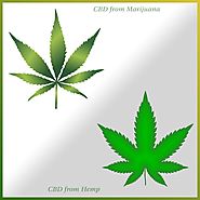 Is CBD from Hemp better than CBD from Marijuana? – CBD 555