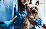 How Can Insurance Offset the Rising Cost of Veterinary Care?