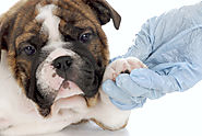 Foreign Body Ingestion: A Common Claim Covered by Insurance (And How You Can Keep Your Pet Safe)