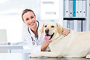 7 Tips to Keep Your Dogs Healthy and Happy | Pet Insurance | New York City, USA | The Insured Pet