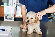 Why Should Your Dog Have Insurance?