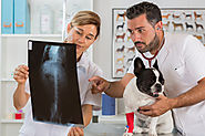 What You Need to Know When Looking for a Veterinarian