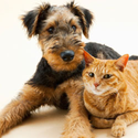 What flea treatment is best for your dog or cat?