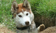 Breeders Domain: Dog Breeder Directory | Find a Puppy