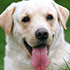 Breeders.NET: Dog Breeders Search Directory