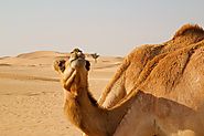 5 Things You Must Do During Desert Safari Dubai!