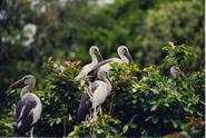 Karnala Bird Sanctuary