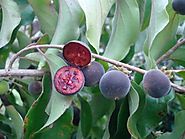 Ceylon Gooseberry