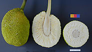 Ceylon Breadfruit