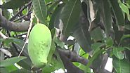 Sri Lankan Wild Mango