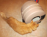 Choosing A Litter Box and Keeping Odors Under Control
