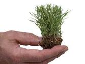 Free Zoysia Grass Plugs