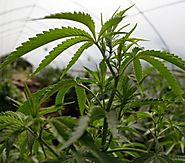 Medizinisches Cannabis: Deutschland importiert 1,5 Tonnen niederländisches Cannabis