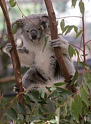 The Lone Pine Koala Sanctuary