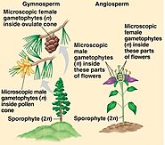 Difference Between Gamete and Gametophyte