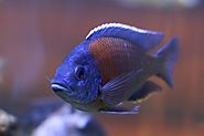 Difference Between African and South American Cichlids