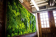 Best Green Wall Systems in UAE | Preserved Moss Wall in Dubai, UAE