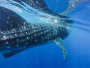 Whale sharks are the largest fish in the world